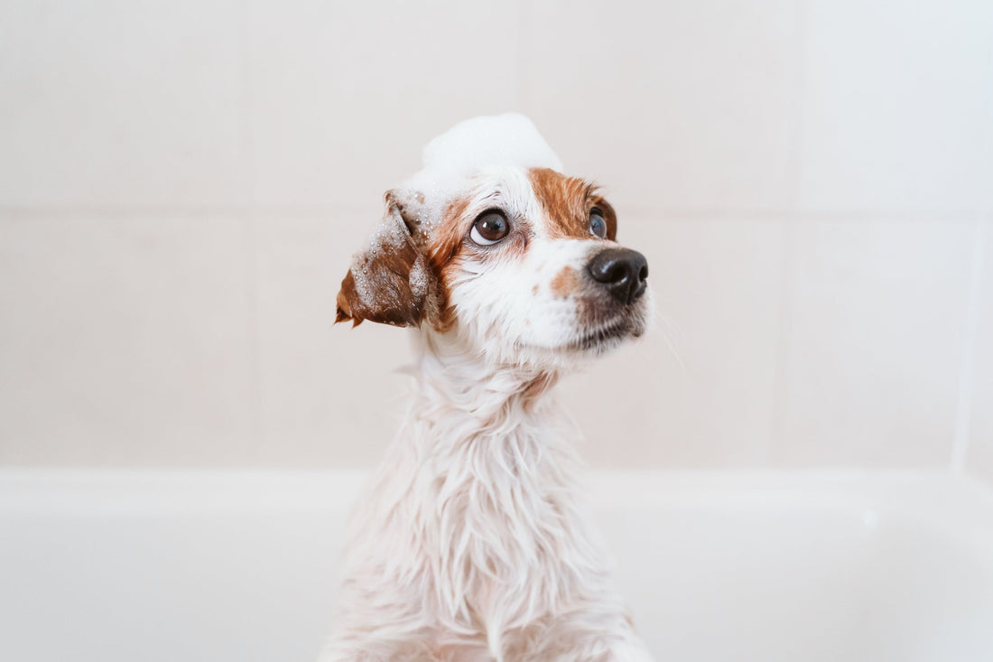 Soothe, Cleanse, and Refresh: The Comforting Power of Pet N’ Lovely’s Body Soothing Care Shampoo