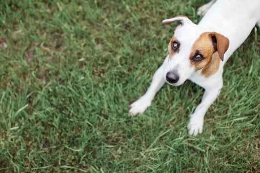 Paw Love, All Year Round: Discover the Healing Touch of Pet N’Lovely’s Nail & Paw Lotion