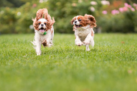 Keep Pests at Bay with Pet N’ Lovely’s Repel Care Shampoo