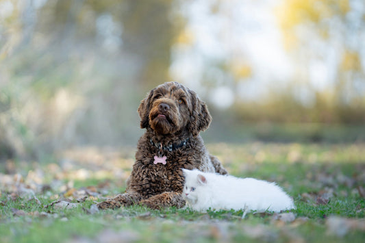 Keep Pets Fresh Without the Fuss: Introducing Pet N’Lovely’s No-Rinse Shampoo for Dogs & Cats