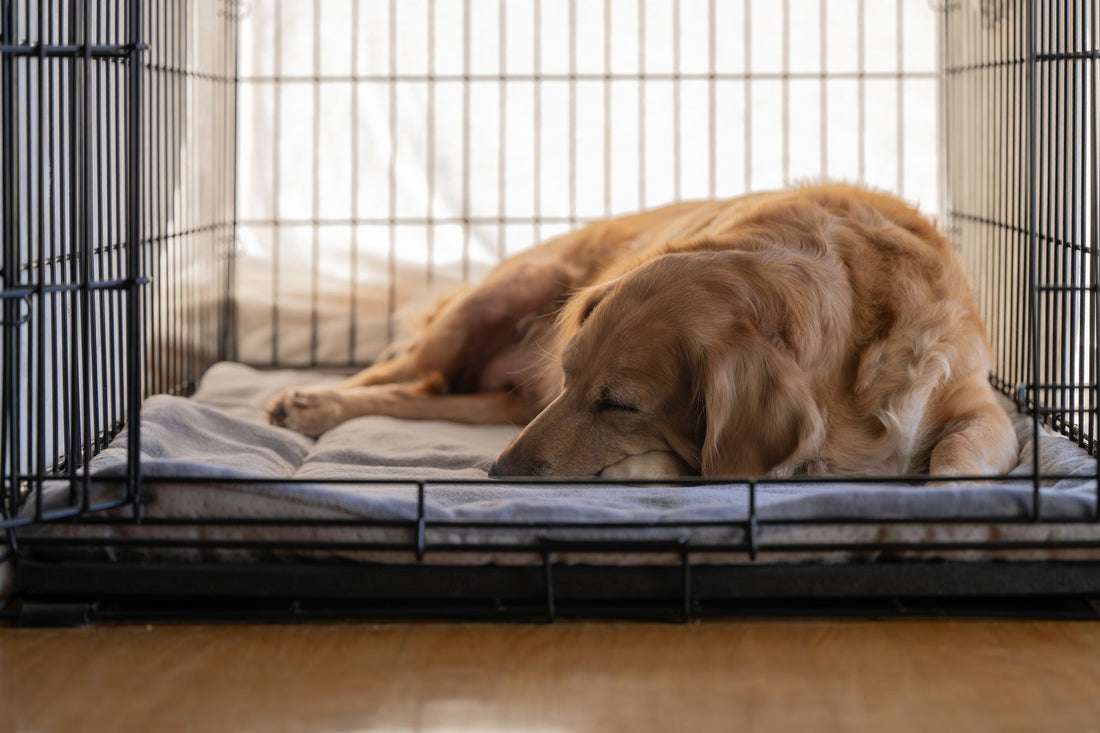 Keeping Your Dog’s Cage Clean: Why We Trust Pet N’Lovely Cage Cleaner