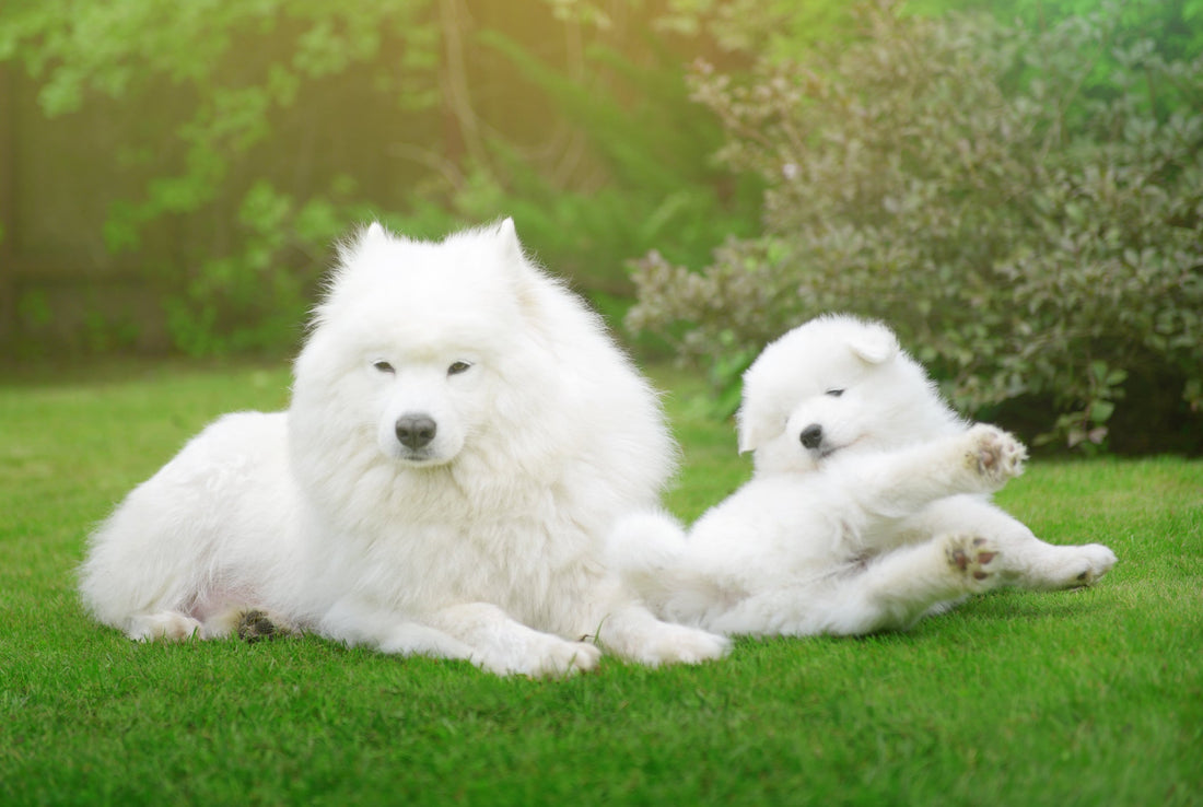 Brighten Your Pet’s Coat with Pet N’ Lovely’s Whitening Care Shampoo