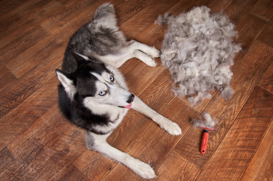 The Ultimate Guide to Choosing the Right Pet Care Products for Your Furry Friend