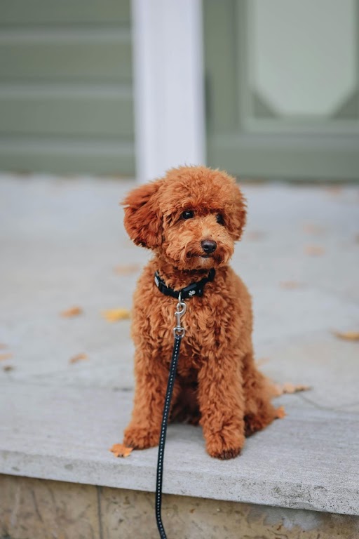Gentle Relief for Itchy Skin:  Why Pet N’ Lovely’s Soothing Care Shampoo Is A Must Have For Dogs & Cats